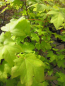 Preview: Ahorn palmatum Orientalia 1